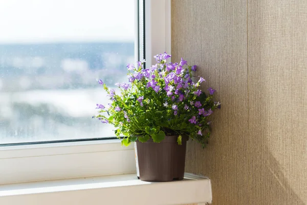 A pot álló ablakpárkányon harangvirág — Stock Fotó