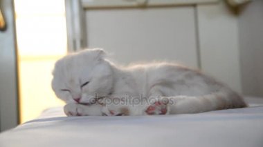 Yavru kedi kürk tren seyahat ederken yalama