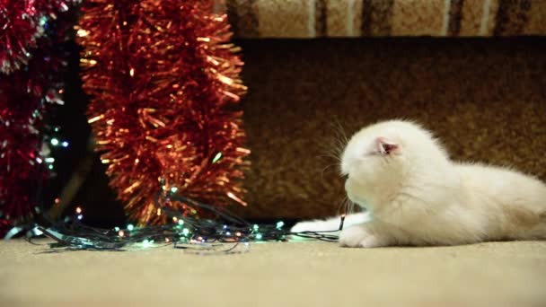 Béžové kotě lži o vánoční osvětlení a pozlátko — Stock video