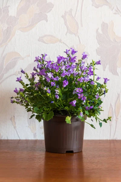 Campanula in vaso in camera — Foto Stock