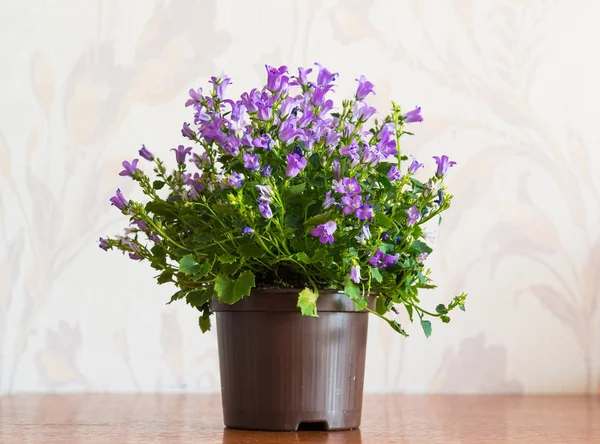 Harangvirág-pot a szoba — Stock Fotó