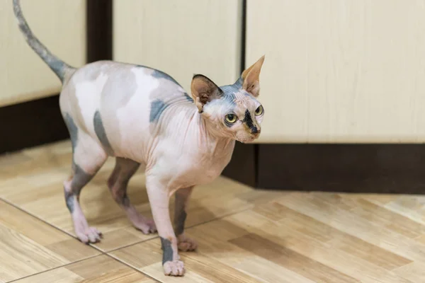 Mottled Peterbald on kitchen floor — Stock Photo, Image