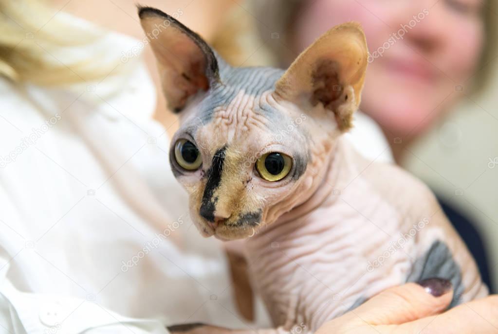 Mottled Peterbald in the hands of the hostess