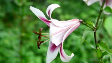 Lily varietal beyaz ve pembe renkler