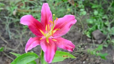 Güzel pembe lily çiçek varietal flowerbed üzerinde