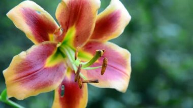 Güzel lily varietal turuncu ve pembe renkler