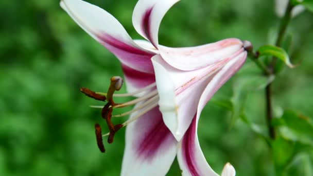 Beautiful lily varietal white and pink colors — Stock Video