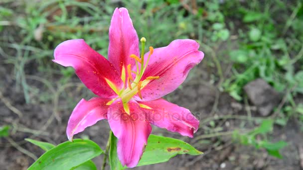 Hermosa flor de lirio rosa varietal en el macizo de flores — Vídeos de Stock