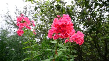 Güzel mercan varietal phlox çiçek