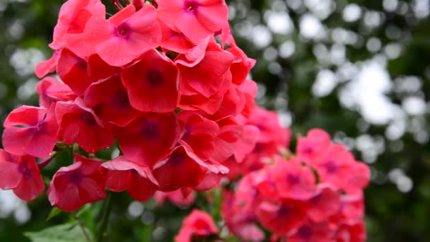 Bellissimo fiore di phlox varietale corallo — Video Stock