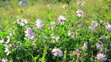 Çayır leylak rengi pembe esintiyle sways