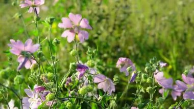 Çayır leylak rengi pembe esintiyle sways