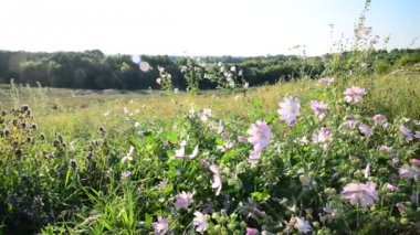 Alandaki esintiyle çayır leylak rengi pembe sways