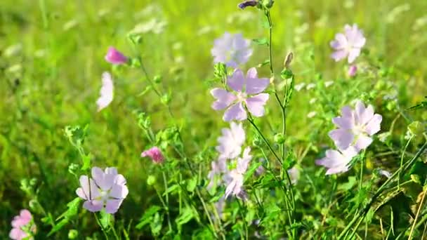 Ängen Mauve rosa gungar i BRIS — Stockvideo