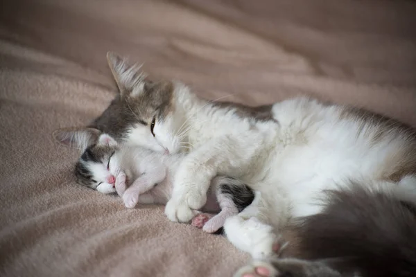 Katze schläft mit Kätzchen und umarmt ihn — Stockfoto