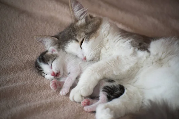 子猫と一緒に寝て、彼にハグする猫 — ストック写真