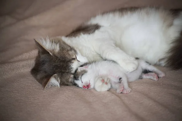 Gato durmiendo con gatito y lo abraza — Foto de Stock