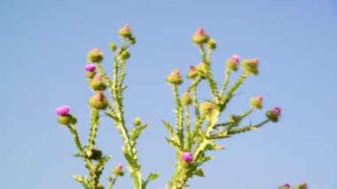 Thistle dikenler gökyüzüne karşı