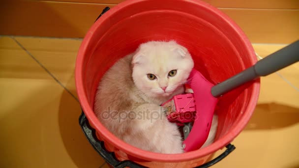 Kotě spočívá v kbelík s mopem — Stock video