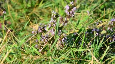 ölü ısırgan ve bozkır kelebek