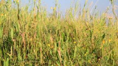 Bozkır yakın çekim çimen