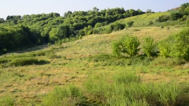 Nature of central Russia - forest steppe — Stock Video