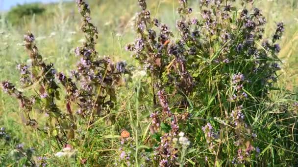 ortie morte et papillon dans la steppe 