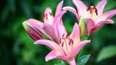 Pembe lilyum büyük stamens ile üç çiçek