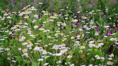 Papatya ve diğer kır çiçekleri ile çayır boyunca kamera taşır