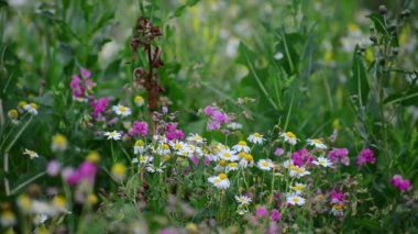Papatya ve diğer kır çiçekleri ile çayır boyunca kamera taşır