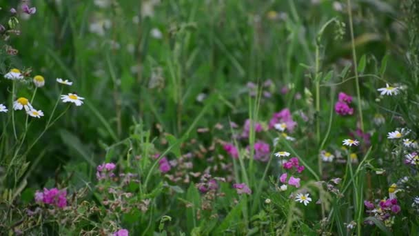 caméra se déplace le long des prairies avec marguerites et autres fleurs sauvages 