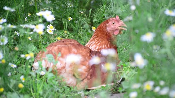 Курица скрыта от летней жары в цветах — стоковое видео