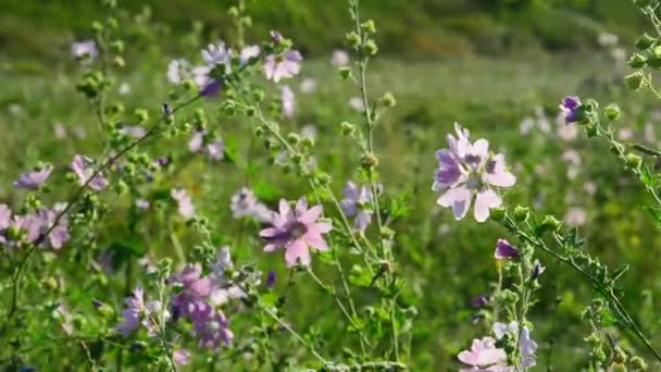 Fleur rose se balançant dans prairie 