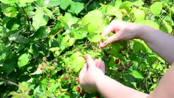 Жінка жниває урожай малини в саду — стокове відео