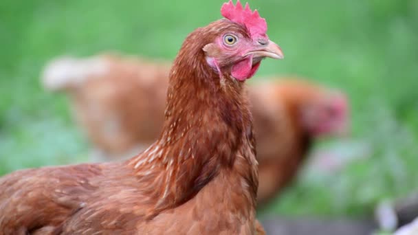 Portrait of chicken on the nature — Stock Video