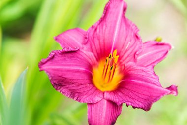 Pembe daylily büyük çiçek