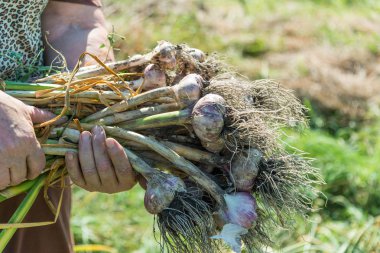 kadın bir çok sarımsak bahçede tutar.