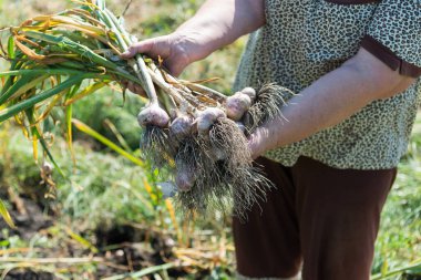 kadın a bohça-in sarımsak bahçede tutar.