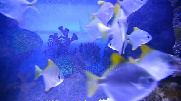 Peces tropicales y corales en el acuario submarino — Vídeos de Stock