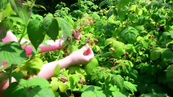 Frau erntet Himbeeren im Garten — Stockvideo