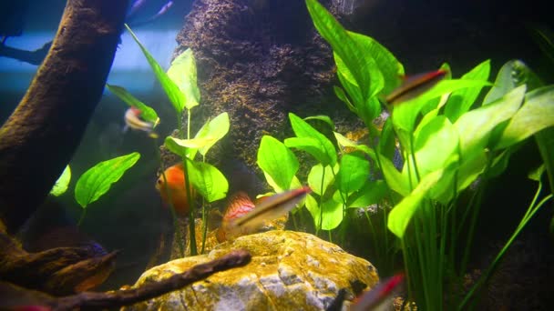 Peces tropicales en acuario submarino — Vídeos de Stock