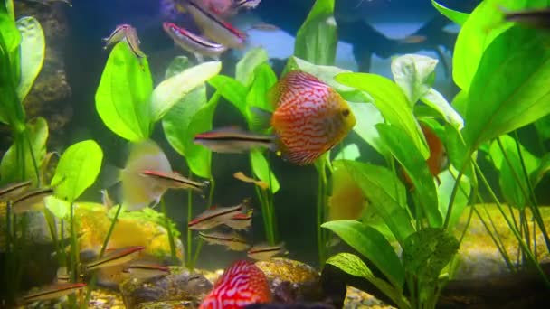 Tropiska fiskar i akvarium undervater — Stockvideo