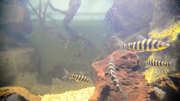 Tropische vissen in het aquarium — Stockvideo