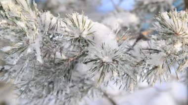Kar ve buz kaplı çam ağaçları fışkın