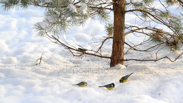 Hejno ze sýkorek jíst slunečnicová semínka na sněhu pod stromem — Stock video
