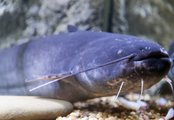 Silure bleu dans l'aquarium près du verre — Photo