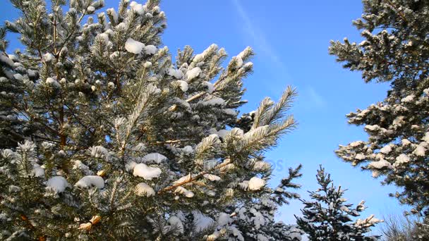 Pinos cubiertos de nieve contra el cielo azul — Vídeos de Stock