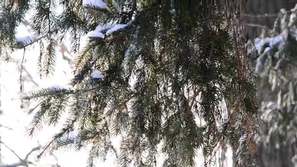 Ramitas de abeto en invierno retroiluminado — Vídeos de Stock
