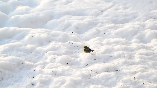 Piojos comiendo semillas de girasol en la nieve — Vídeos de Stock