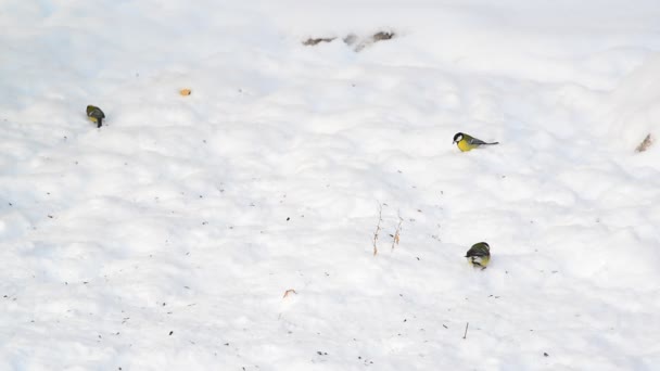 Ze sýkorek jíst slunečnicová semínka na sněhu — Stock video